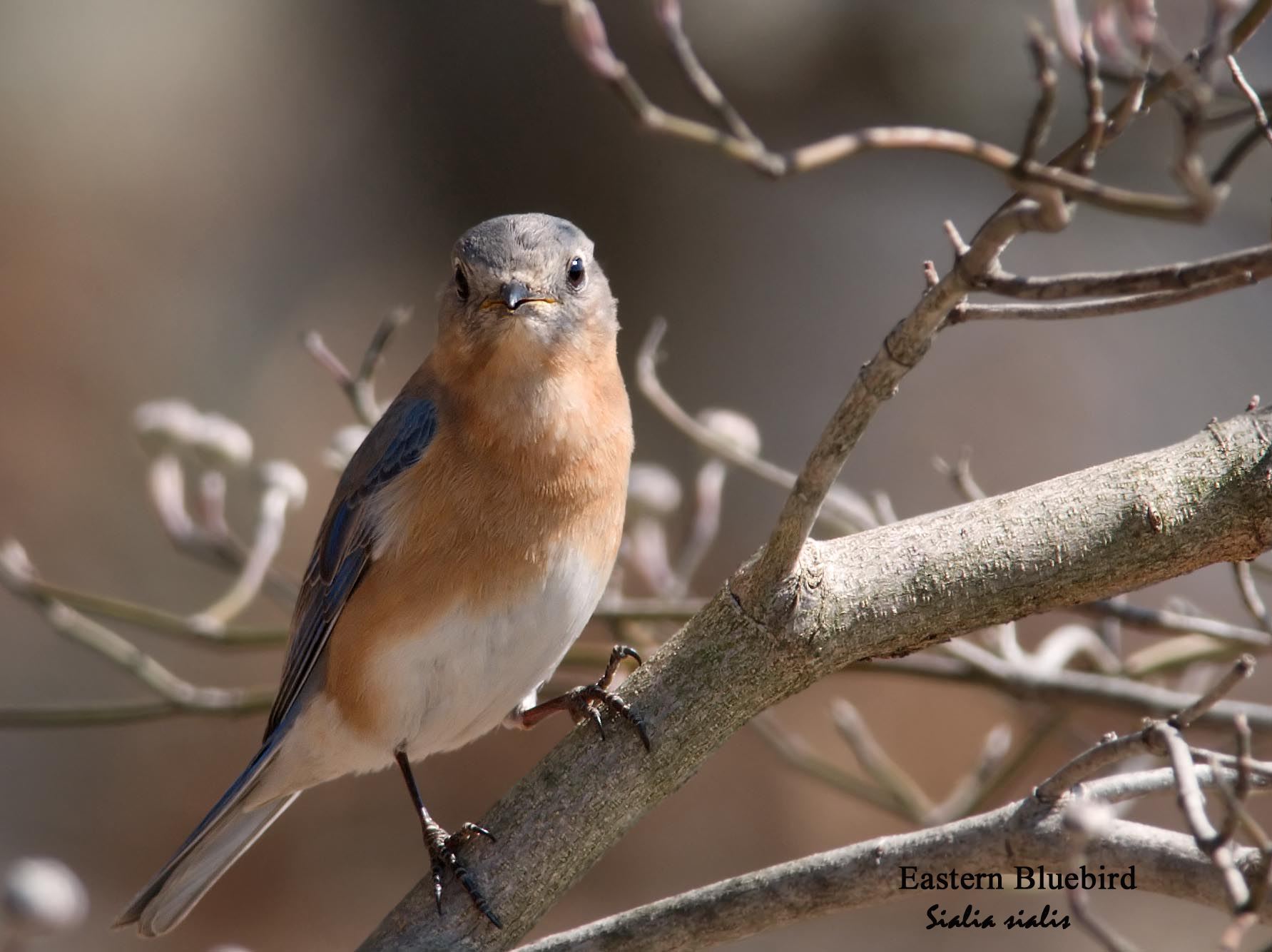 Eastern Bluebird
